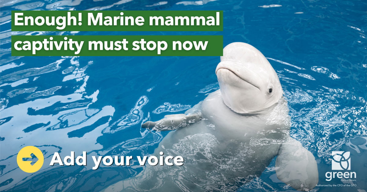 Enough! Marine mammal captivity must stop now